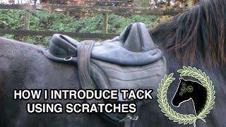 Uncut horse training video | How I introduce riding tack to horses using scratches