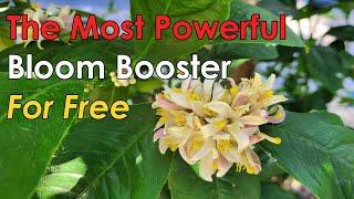 How To Make The Most Powerful & Effective Bloom Booster For Free | Boost Flowers With ZERO Cost