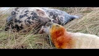 Grey seal mother and adorable baby pup bonding