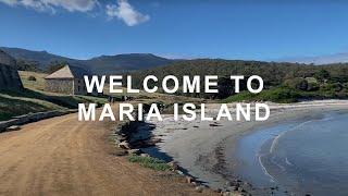 Welcome to Maria Island | Tassie Trade