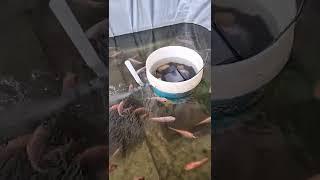 filter sekaligus aerator sederhana untuk kolam terpal