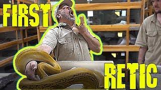 First Retic Don't do this EVER ! with a BIG PYTHON