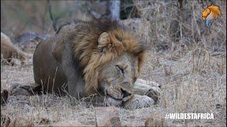 African Wildlife & Amazing Safari Moments | Kruger Park Sightings | Amazing Animal Videos