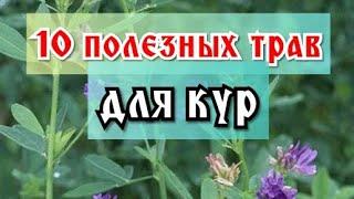 10 полезных сорных трав для кур. Польза, что растёт под ногами!