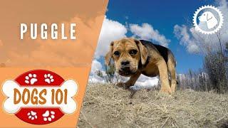 Dogs 101 - PUGGLE - Top Dog Facts about the PUGGLE | DOG BREEDS  Brooklyn's Corner