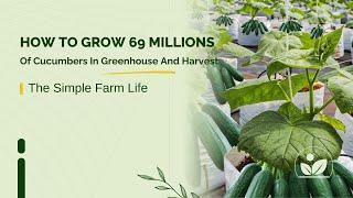 How To Grow 69 Millions Of Cucumbers In Greenhouse And Harvest - Modern Agriculture Technology