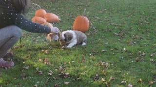 Cirrus, Moscow Watchdog, and pumpkins