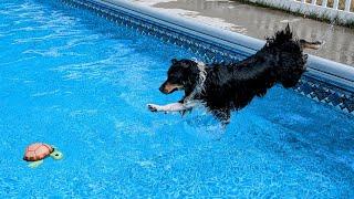 Indy Dog JUMPS Into the Swimming Pool to Save the Turtle!