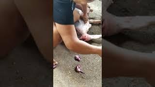 capando um porquinho
