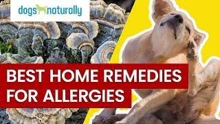 Best Home Remedies For Dog Allergies