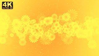 Yellow flower background, flower background video green screen flower background loop for edits free