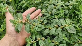 Essa planta nunca deve faltar na sua casa (Você sabia disso?)