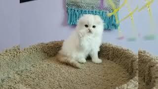 Available Scottish Fold kitten for sale