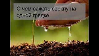 С чем сажать свеклу на одной грядке