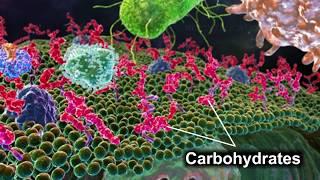 Monosaccharides | Disaccharides | Polysaccharides