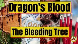 DRAGON'S BLOOD - Mystical Powers and Uses | Yeyeo Botanica