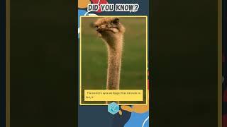 Eyes Bigger than the Brain (Ostrich) #interestingfacts #animalslover #trendingshorts