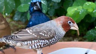 Red Headed Finch | Zebra Finch | Longtailed Finch | Bird Aviary