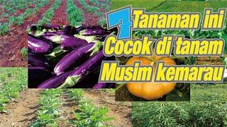 7 Tanaman Yang Cocok Di Tanam Musim Kemarau & Mudah Perawatannya