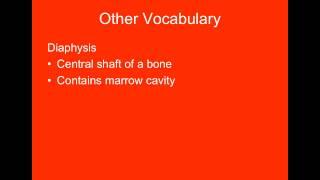 Video 1 - Skeletal System - Skeletal System Overview