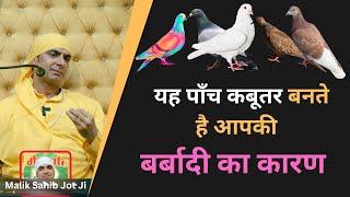 यह पाँच कबूतर बनते है आपकी बर्बादी का कारण | 06-07-2023 Satsang | #FiveDangerousPigeon