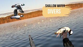 Shallow Water DIVERS | Solo Public Land Hunt (Limited Out)