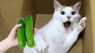 OMG! Funny Cats Videos|| Try Not To Laugh impossible moments 