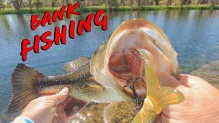 Awesome Bank Fishing With 3 Tips To Catch More Bass While Pond Fishing