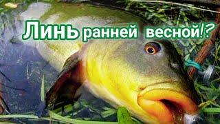 Где ловить линя весной? На что клюёт линь ранней весной?! Место ловли линя весной! Весенний линь!!!