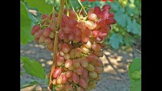 @Применение гиббереллина на винограде и черенки винограда весной