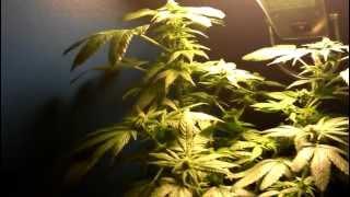 Growing Medical Marijuana / Deathstar Grow420Guide Shoutout!