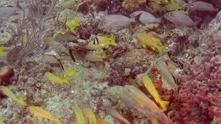 West Palm Dive Trip (HD)