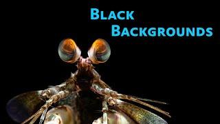 Black Backgrounds for Underwater Macro