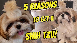 5 Reasons why you SHOULD get a SHIH TZU PUPPY