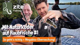 Naturköder-Angeln auf Raubfisch: So geht's mit Köfi & Wurm + XXL Knaller-Überraschungsbiss - Teil 1!