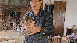 Baby monkey Nahu and puppy Kiki suddenly appear at the wood workshop where Huong works.