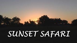 Sunset Safari