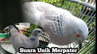 Suara merpater unik | merpati x puter #merpater