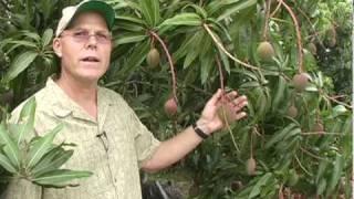 A018 Multiple mango harvesting, cultural practices