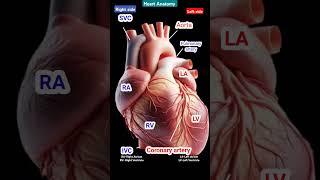 Heart anatomy ️l Parts of heart l हार्ट एनाटोमी l #shorts #heart