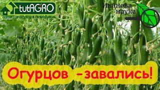 ВСЕ ЗАВЯЗИ ПРЕВРАТЯТСЯ В ЗЕЛЕНЦЫ! Огурец остановился в росте? Вот что надо делать! Подкормка огурца.