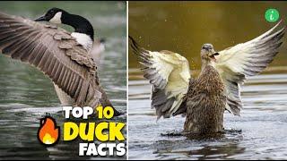 Duck: Top 10 Amazing Facts About Ducks | Duck Facts | Info Hifi