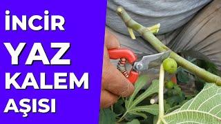 İncir YAZ Kalem Aşı Nasıl Yapılır ? #inciraşısı #incirmeyvesi