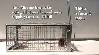 The Best Mouse Trap I could find anywhere. No stolen bait! Outsmart Mice Finally! Review Test