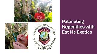 Pollinating Nepenthes with Eat Me Exotics