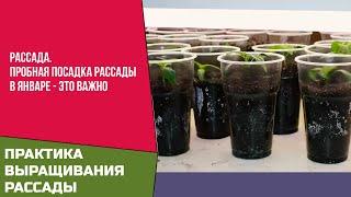 Рассада.  Пробная посадка рассады в январе – это важно!