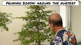 Pruning Bonsai at Herons Bonsai Nursery