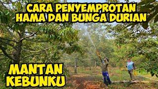 🟠 PENYEMPROTAN HAMA DAN BUNGA DURIAN ‼️ MANTAN KEBUNKU ️