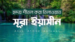 Surah Yaseen | سورة يس | সূরা ইয়াসীন | Anas Ahmad Safowan | Heart touching Quran Recitation