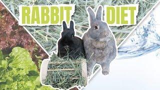 WHAT TO FEED A RABBIT - Rabbit Diet